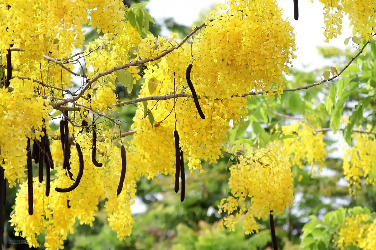 Garimo Tree Bothra Farm and Nursery - Garmado Plant